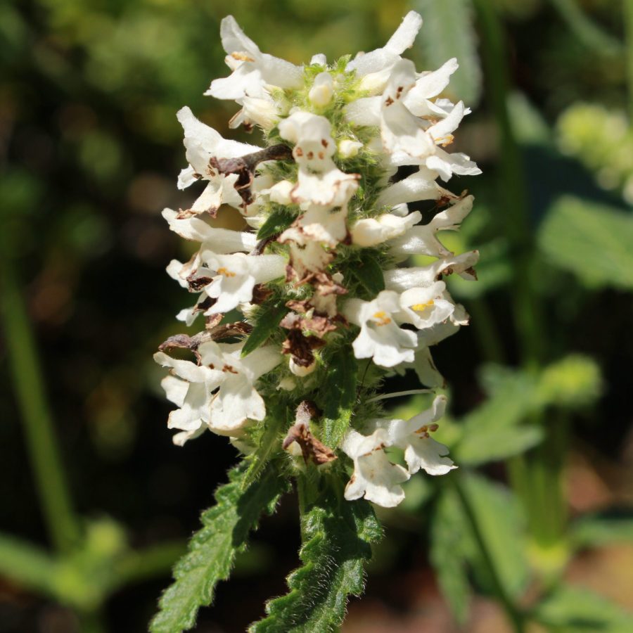 White "Betony Album" flowers (or Common Hedgenettle, Wood Betony