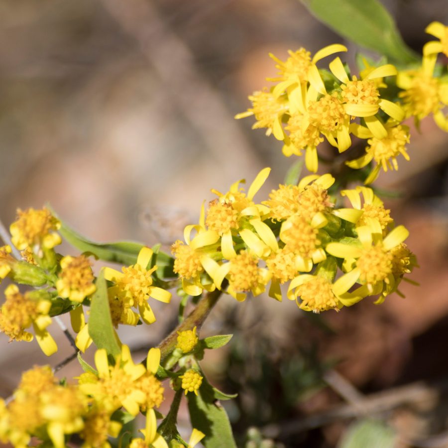 Plant full of yellow goldenrod flowers in a natural environment composition