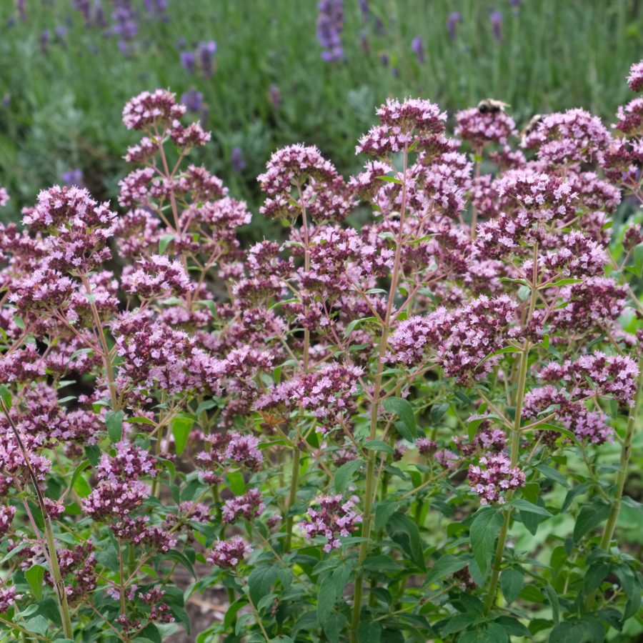 Oregano herbs. Marjoram flowers and lavender on background.