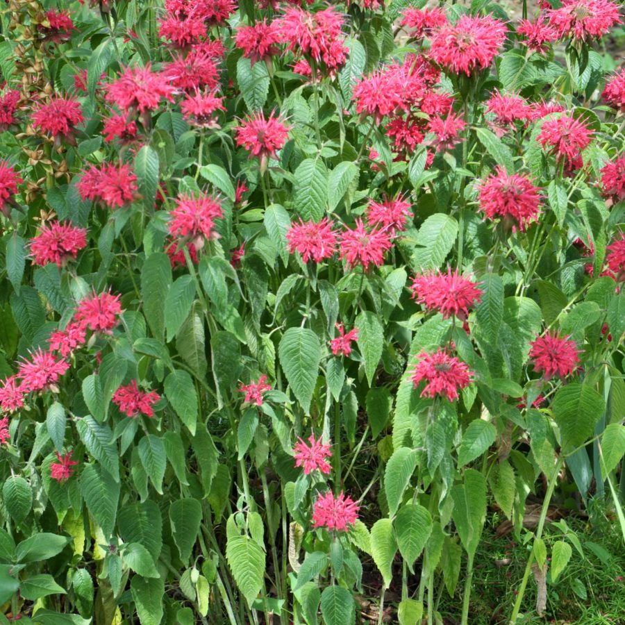 In summer in the garden red flowers in bloom monarda