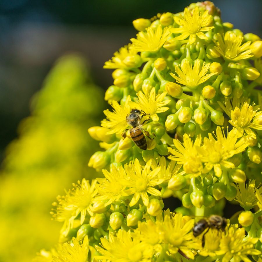 A closeup of the bees on Solidago virgaurea. The European goldenrod or woundwort.