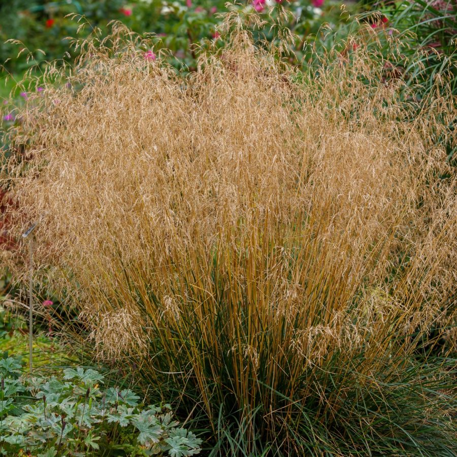 Meadow soddy , or Pike ( lat. Deschampsia cespitosa). Ornamental