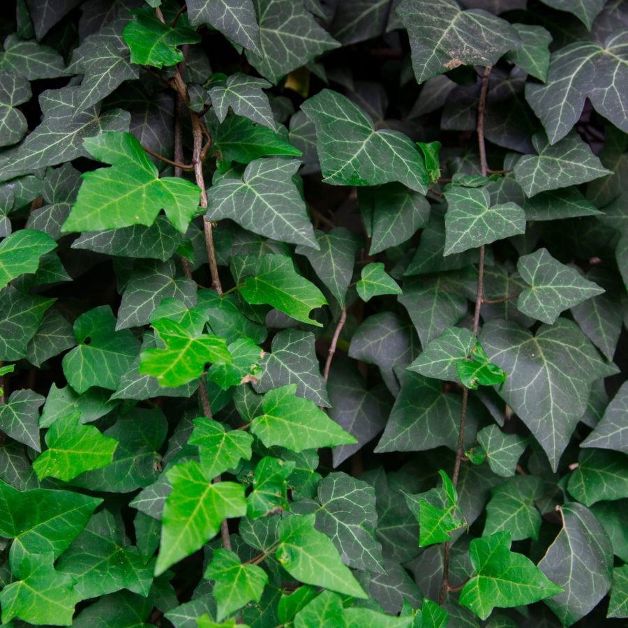 A wall covered with ivy (hedera). Landscaping in interest and exterior.