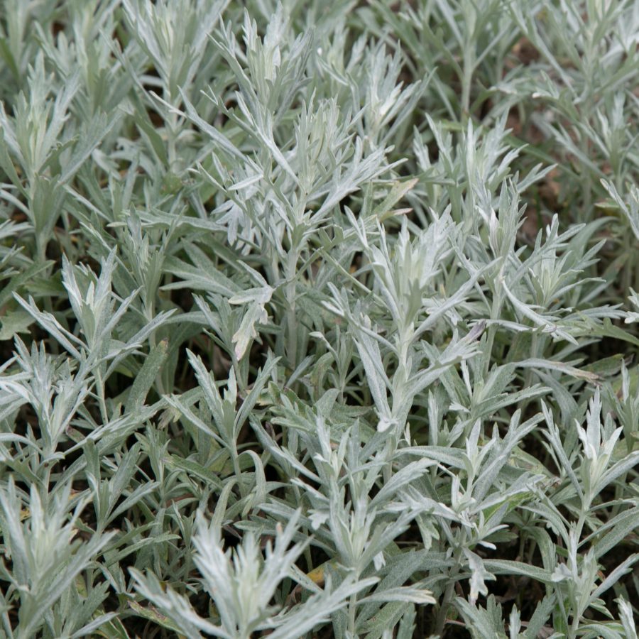 Square picture of Artemisia ludoviciana growing in botanical gar