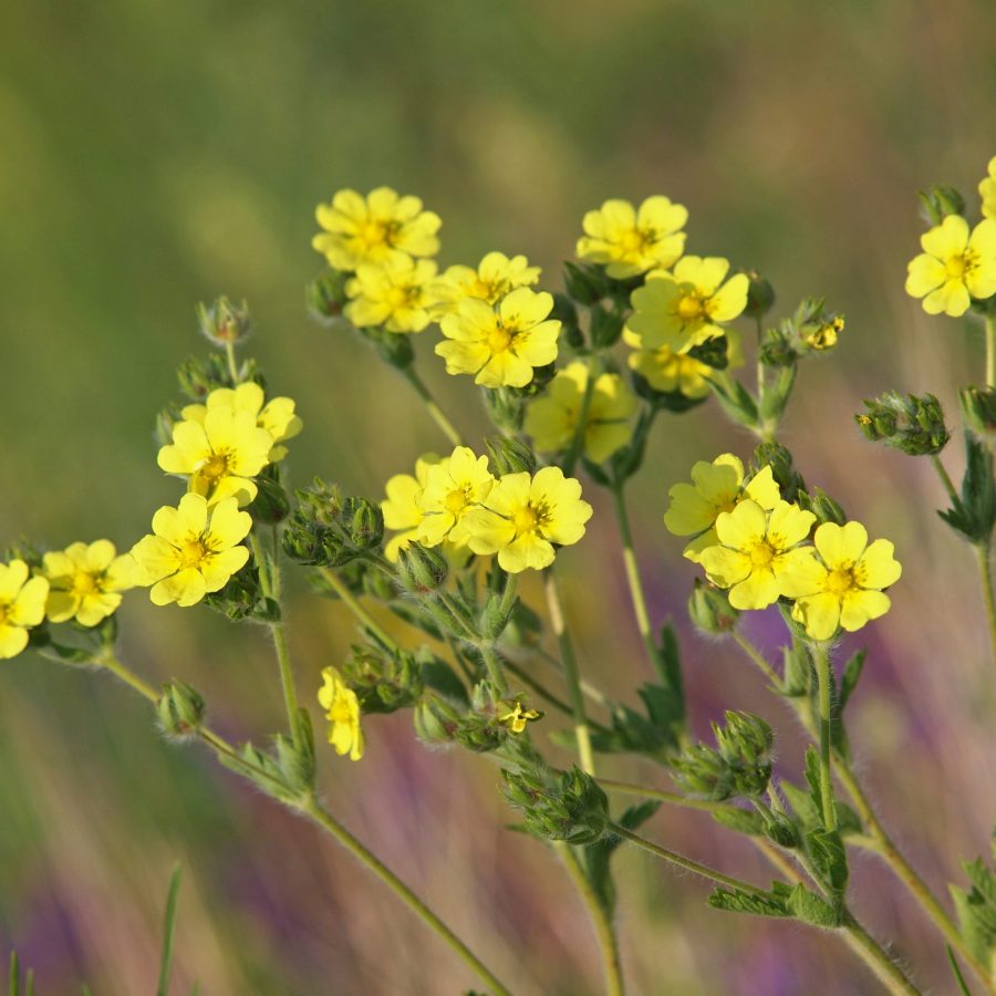 Yellow flowers of wild Sulphur cinquefoil. Potentilla recta
