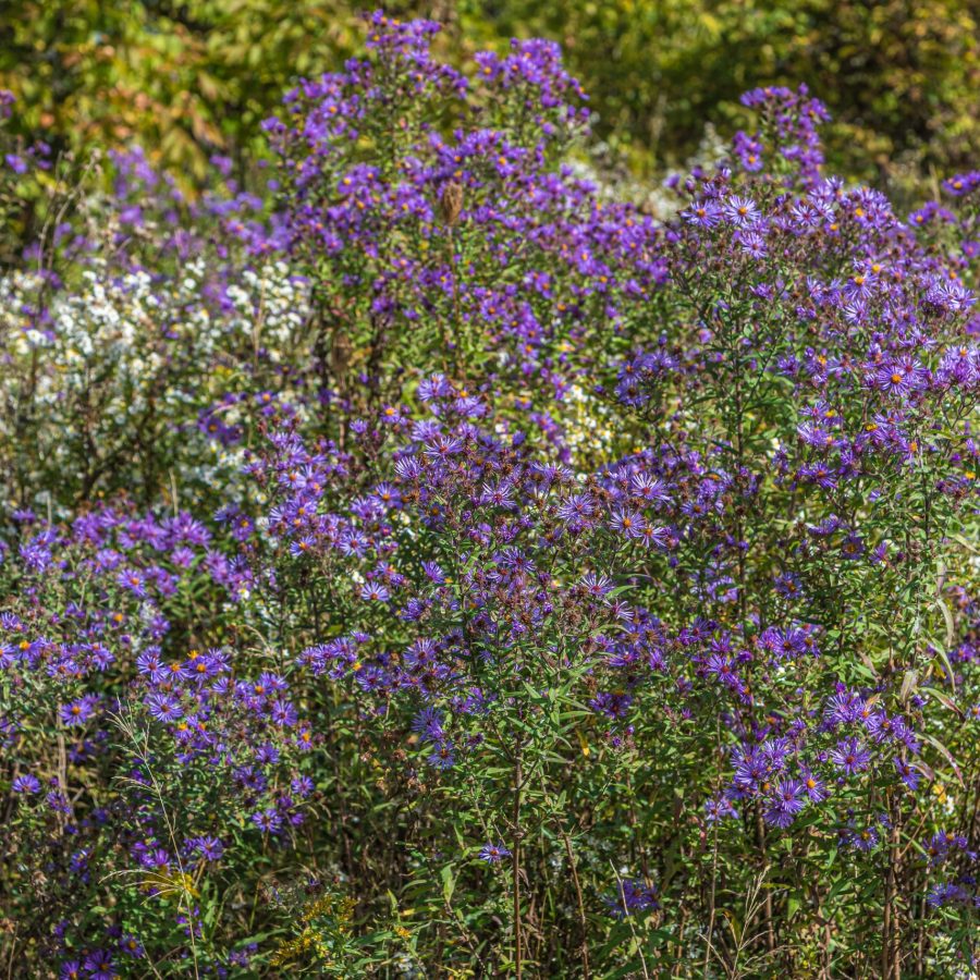 Purple wild flowers. New England Aster. Symphyotrichum Novae-Angliae. Aster Novae-Angliae.