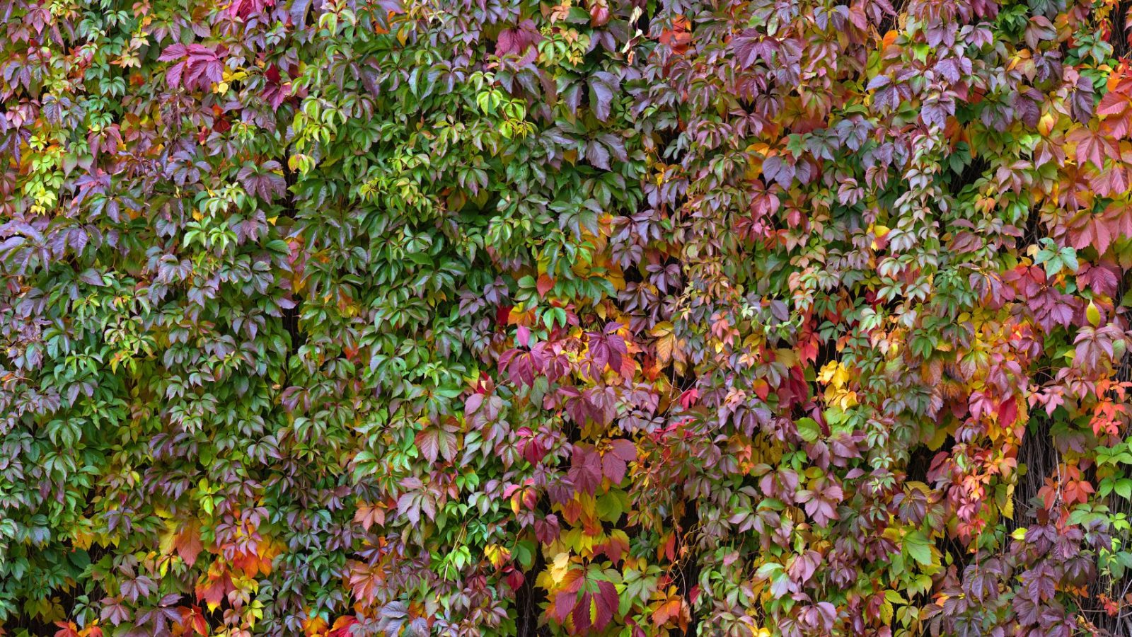Colorful Autumn Virginia Creeper, Wild Grape Background. Abstract Purple, Red and Orange Autumn Leaves Background. Purple Leaves Creeper Plant On A Wall